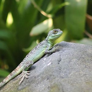 Green basilisk