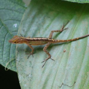Anole