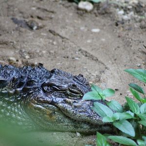 Broad-snouted caiman