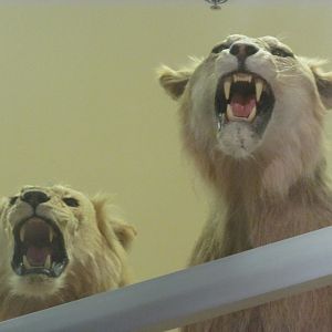 Transvaal Lions Closeup