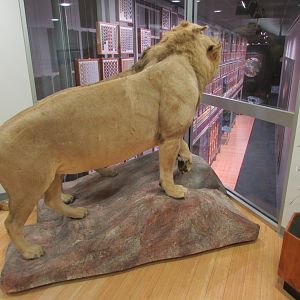 Transvaal Lions 2nd Floor