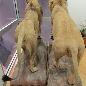 Transvaal Lions 2nd Floor