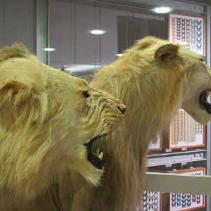 Transvaal Lions 2nd Floor Closeup