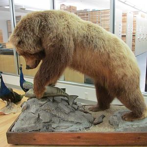 Grizzly Bear 2nd Floor