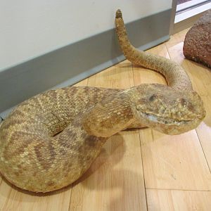 Puff Adder 2nd Floor