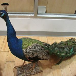 Blue Peafowl 2nd Floor