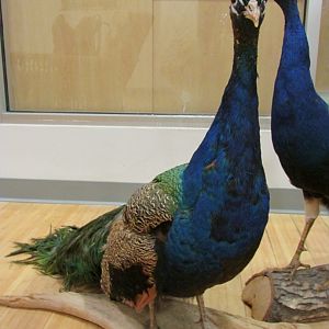 Blue Peafowl 2nd Floor