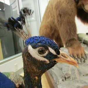 Blue Peafowl 2nd Floor Closeup