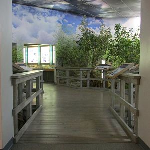 Entering Into The Mangrove Boardwalk Diorama