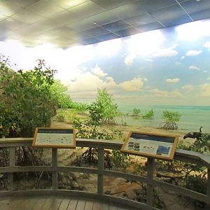 Mangrove Boardwalk Diorama Right Side