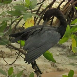 Little Blue Heron 1