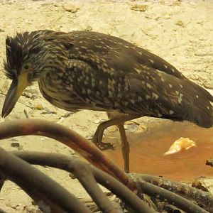 Juvenile Yellow Crowned Night Heron