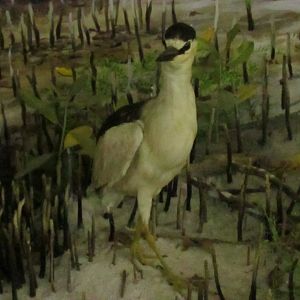 Black Crowned Night Heron 1