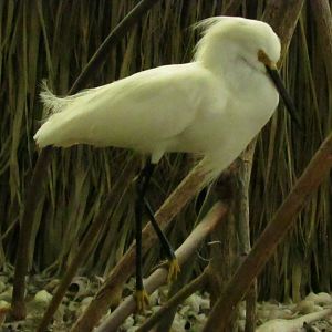 Snowy Egret