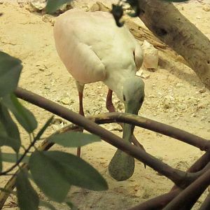 Juvenile Roseate Spoonbill