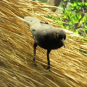 Boat Tailed Grackle