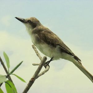 Black Whiskered Vireo