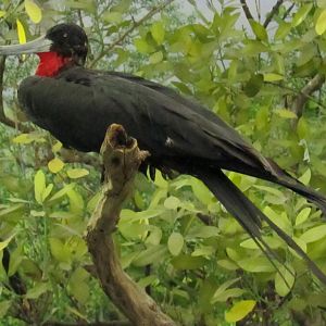 Magnificent Frigatebird