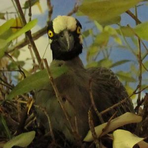 Yellow Crowned Night Heron