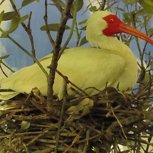 White Ibis 1