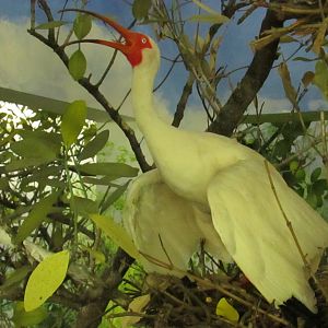White Ibis 2