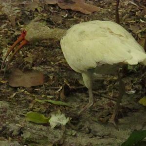 Juvenile White Ibis