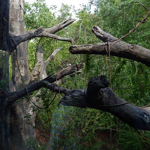 4/29/2017 - Spider Monkey Habitat