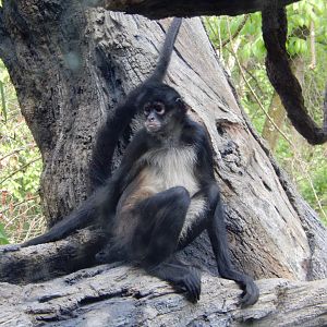 4/29/2017 - Spider Monkey