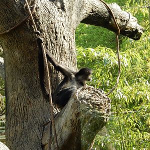 4/29/2017 - Spider Monkey