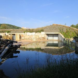 Common Hippo Outdoors