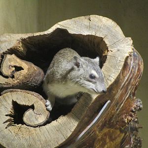 Yellow-spotted rock hyrax
