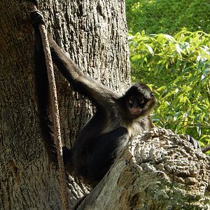 4/29/2017 - Spider Monkey