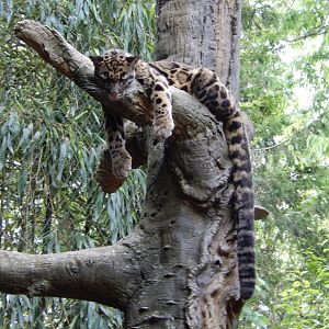4/29/2017 - Clouded Leopard