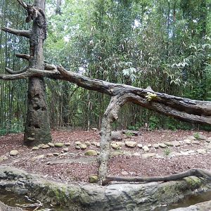 4/29/2017 - Clouded Leopard Exhibit