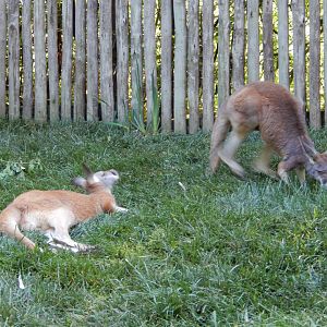 4/29/2017 - Red Kangaroos