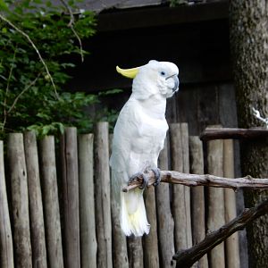 4/29/2017 - Triton Cockatoo