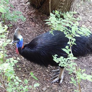 4/29/2017 - Cassowary