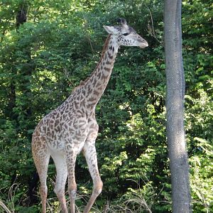 4/29/2017 - Masai Giraffe