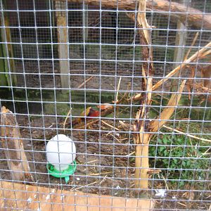 Glad Zoo - Golden pheasant aviary