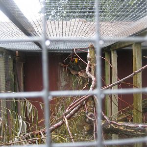 Glad Zoo - Sun conure aviary