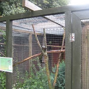Glad Zoo - Turaco aviary