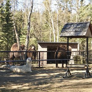 Bactrian Camels and an Alpaca