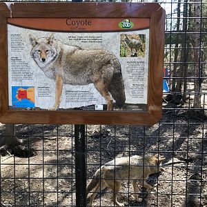 Coyote Exhibit