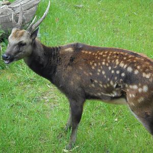 Phillipine Deer stag.