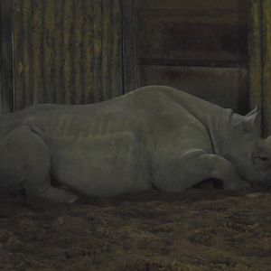 Female rhino in Tsavo house.