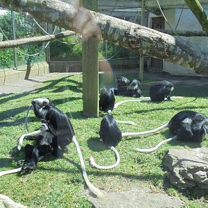 King Colobus group.