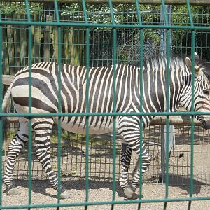 Hartmann Zebra.