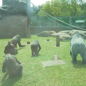 Gorilla group