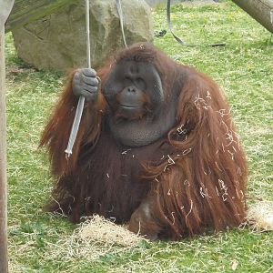 Male Bornean Orangutan 'Ramon'.