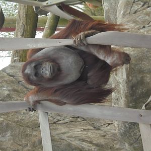 Bornean female Orangutan 'Victoria'
